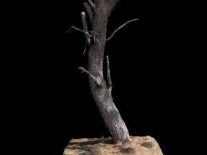 tree Modèle 3D