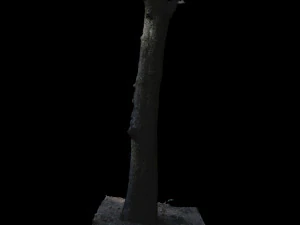 tree 3D Model