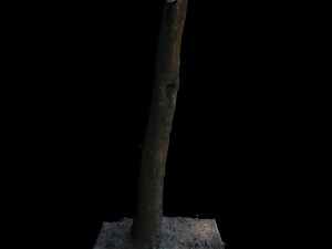 tree Modelo 3D