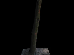 tree 3D Model