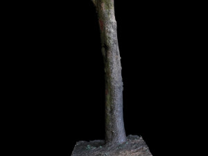 tree Modelo 3D