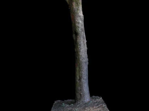 tree 3D Model