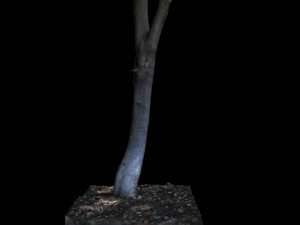 tree 3D Модель