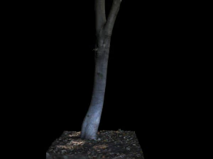 tree 3D Model