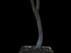 tree 3D Model