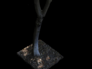 tree 3D Модель