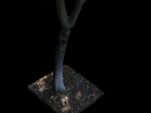 tree 3D Model