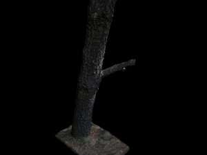 tree 3D Model