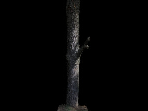 tree 3D मॉडल
