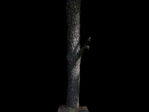 tree 3D Model