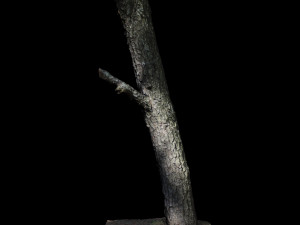 tree 3D मॉडल