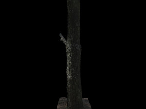tree 3D मॉडल