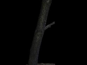 tree 3D मॉडल