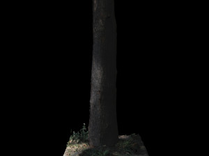tree Modelo 3D