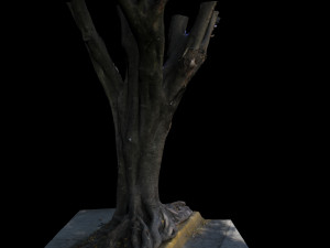 tree 3D Model