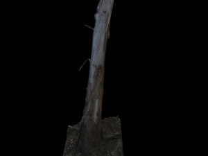 tree 3D Модель