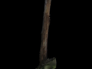 tree 3D Модель