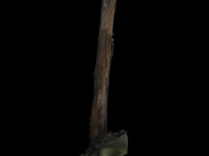 tree 3D Model