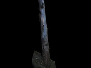 tree 3D Model