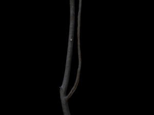 tree Modelo 3D