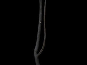 tree 3D Model