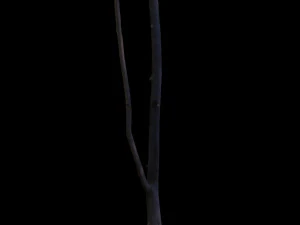 tree 3D Model