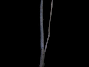 tree Modelo 3D