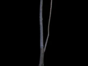 tree 3D Model