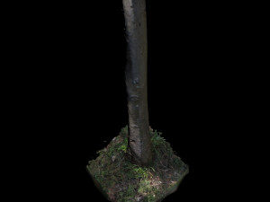 tree Modelo 3D