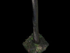 tree 3D Model