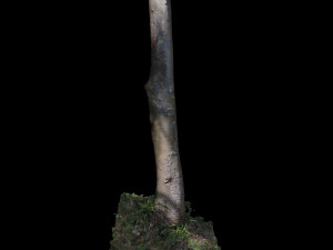 tree Modèle 3D