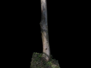 tree 3D Model