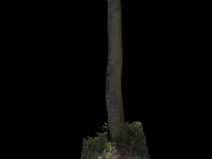 tree 3D Model