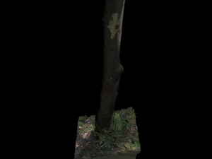 tree 3D Model