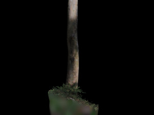 tree Modèle 3D