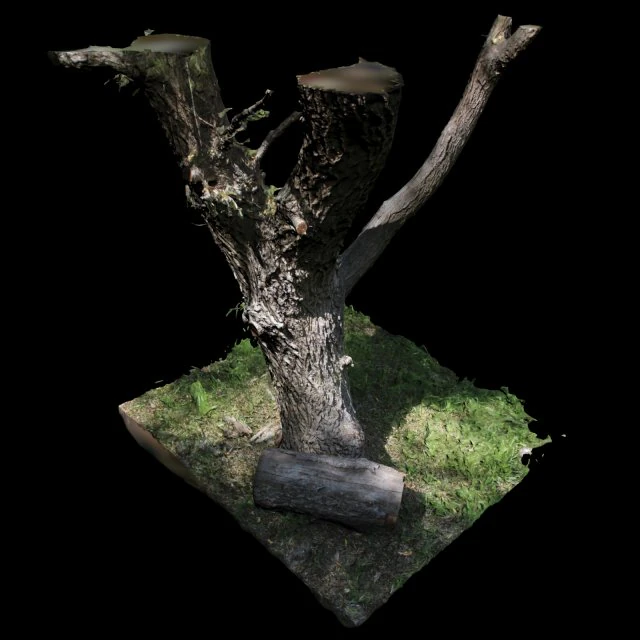 drzewo Model 3D .c4d .max .obj .3ds .fbx .stl .blend 