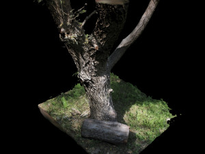 tree 3D Model