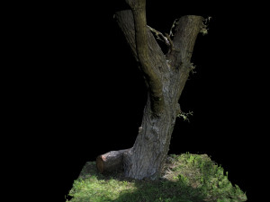 tree 3D 모델