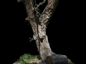 tree 3D 모델
