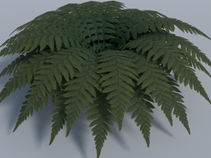 fern - low poly 3D Model