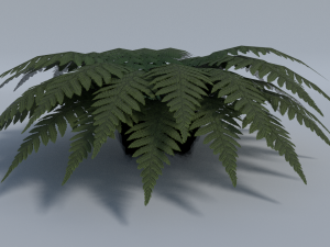 fern - low poly 3D 모델