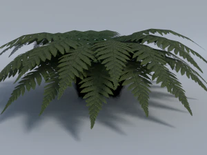 felce - basso poli Modello 3D