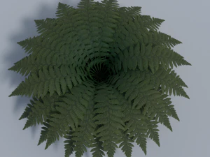 felce - basso poli Modello 3D