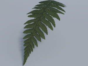 fern - low poly 3D 모델