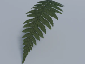 felce - basso poli Modello 3D