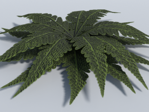 big leaf plant - low poly 3D Model