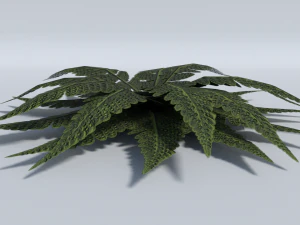 big leaf plant - low poly 3D Model