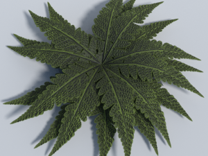 big leaf plant - low poly Modèle 3D