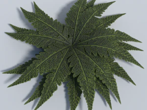 big leaf plant - low poly 3D Model