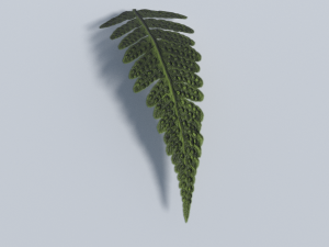 big leaf plant - low poly Modèle 3D